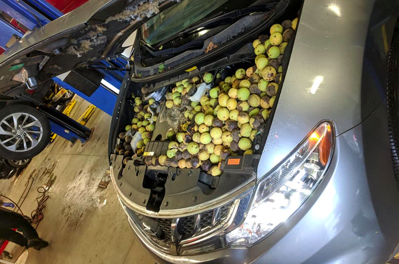 Illustration for article titled The Number of Nuts Stuffed Into This Nissan Murano's Engine Bay Is Astonishing